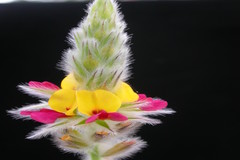 Alysicarpus pubescens